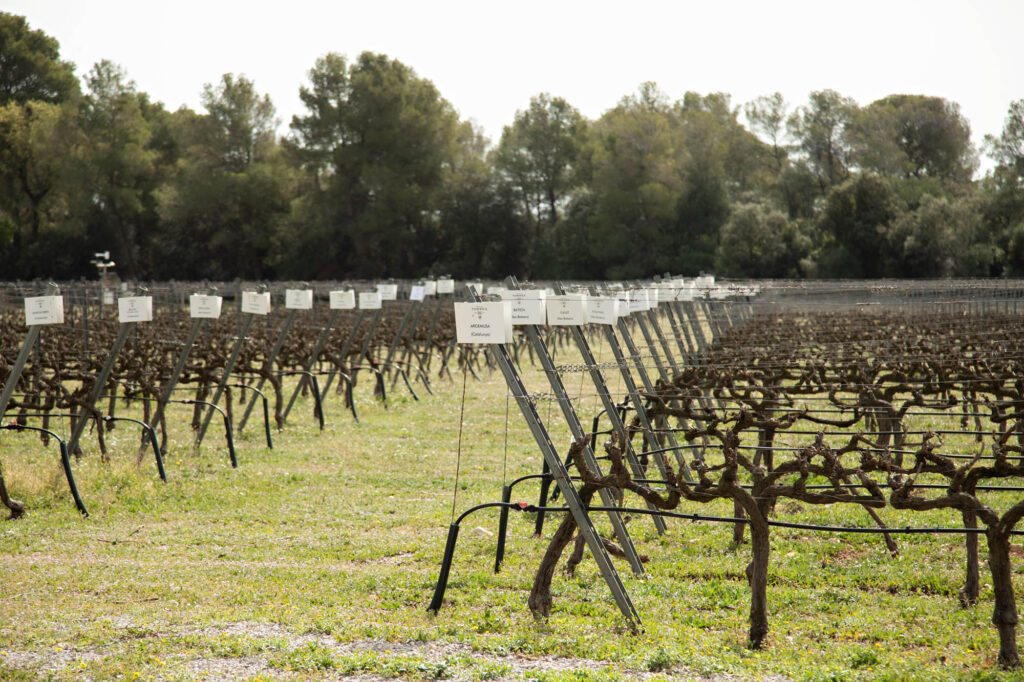 Torres Brandy Zero Challenge